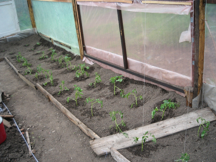 1 mai primele rasaduri plantate in solar; Astea sunt rasaduri o parte cumparate ,o parte primite .iar in capul randului am mai pus 6 fire din 
