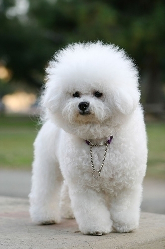 bichon frize - RASE DE CAINI