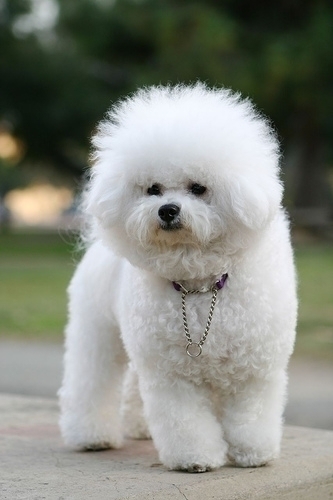 bichon frize