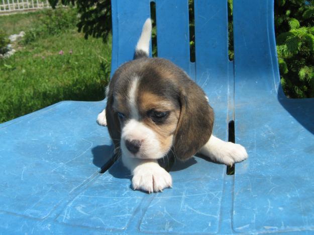 beagle - RASE DE CAINI