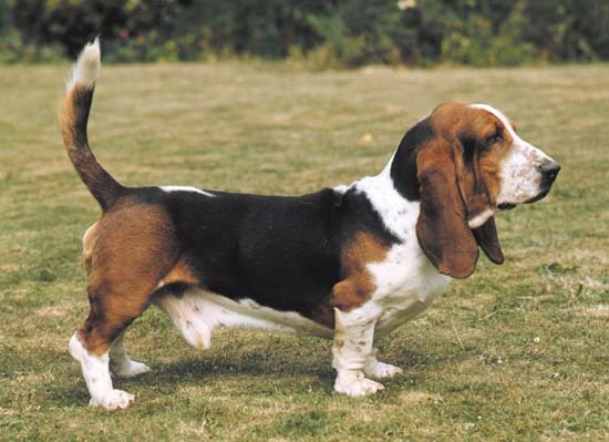 basset%20hound - RASE DE CAINI