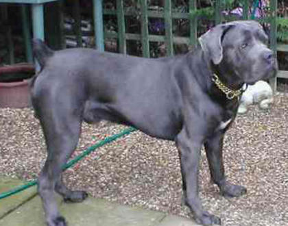 cane-corso - RASE DE CAINI