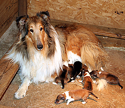 collie%26puppies - RASE DE CAINI