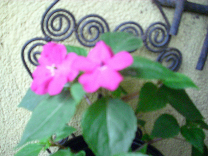 iunie 2011 - impatiens