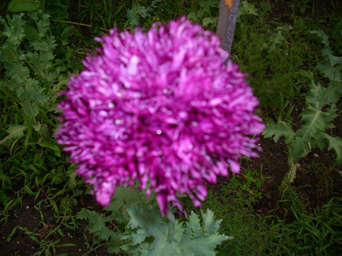 IMG_3380 - gradina mea 2011