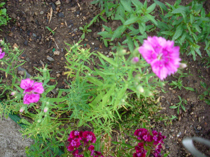 IMG_3382 - gradina mea 2011