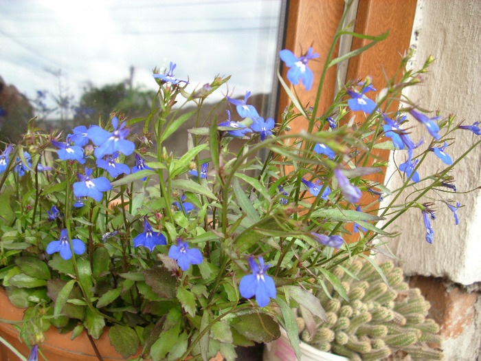 IMG_3376 - gradina mea 2011