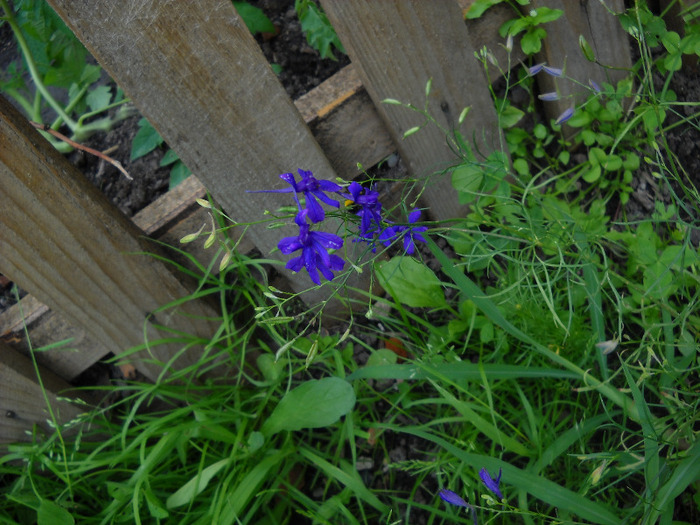  - Gradina 2011