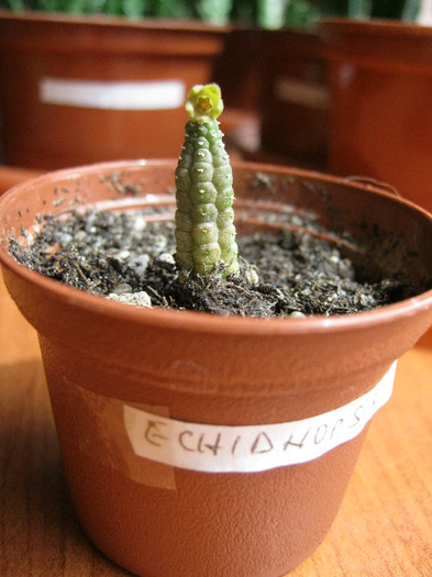 Echidnopsis socotrana