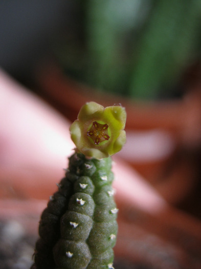 Echidnopsis socotrana (3)