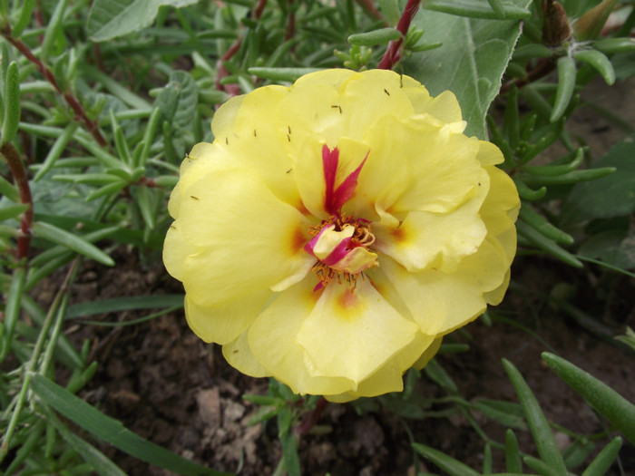 DSCF3960 - vara