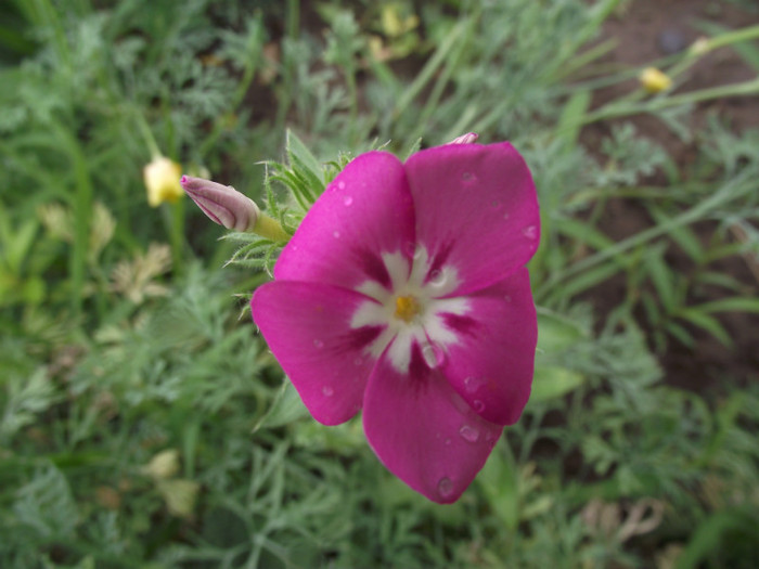 DSCF3949 - vara