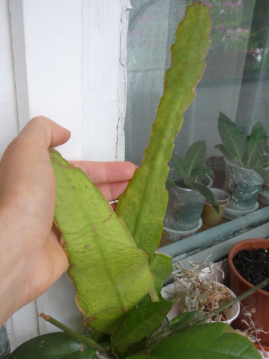 Epiphyllum galben de la Corina M (27 iunie 2011) - Epiphyllum