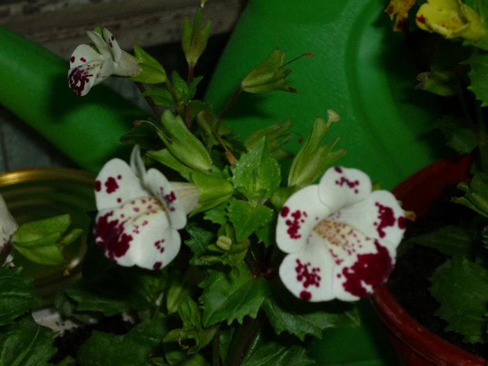 21 mai 2011 - Mimulus