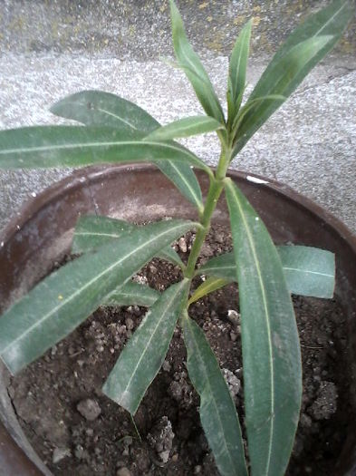 leandru roz prins sub pet