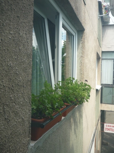 1 jardinierele sunt asigurate cu acea bara longitudinala (27 iunie 2011)