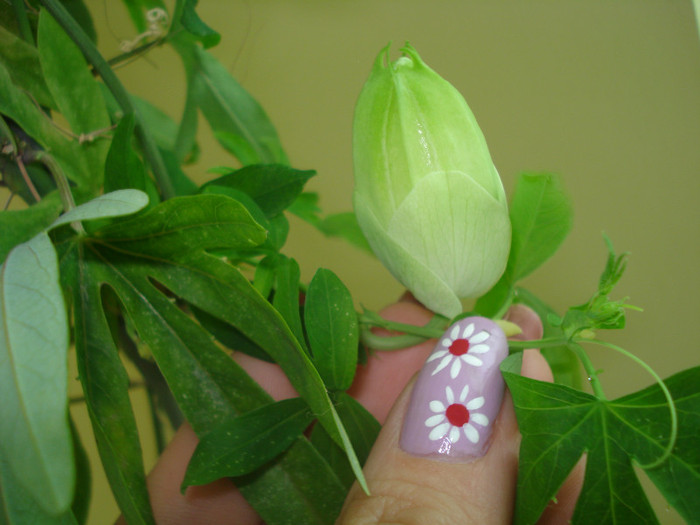 UN NOU BOBOCEL LA PASSIFLORA - FLORILE MELE -ALBUM2