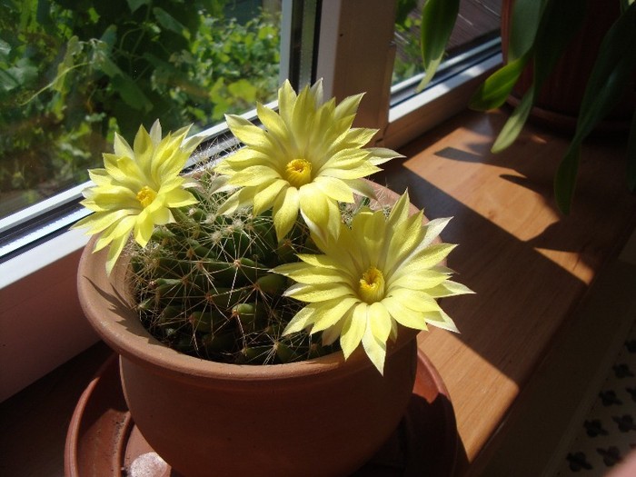 cactus galben; numele speciei nu stiu
