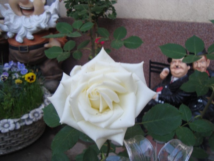 trandafir "de la moldova"