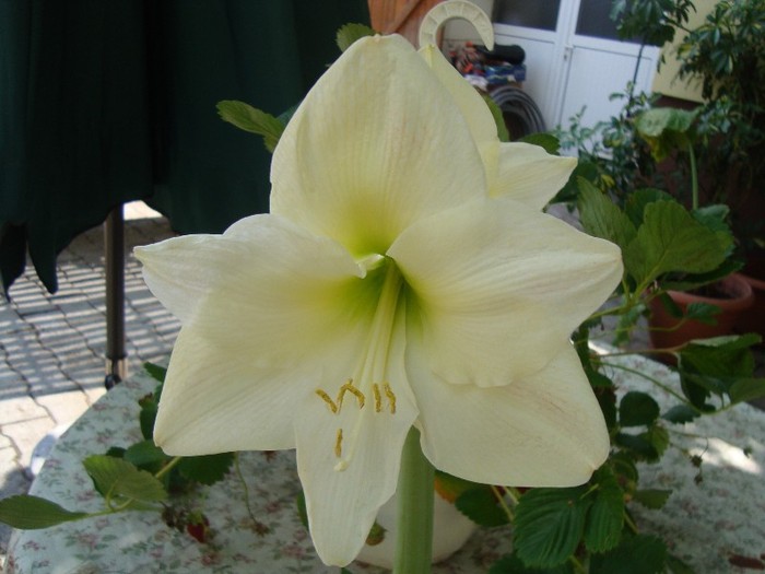 amarylis alb; ...cind e deschis are o floare enorma
