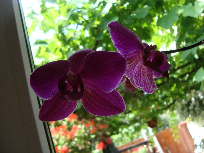 orchidee mov; ...tot de 8 martie
