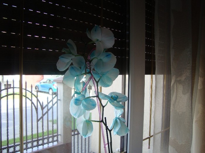 orchidee albastra de la cerneala; ...achizitie din ungaria tot de 8 martie...
