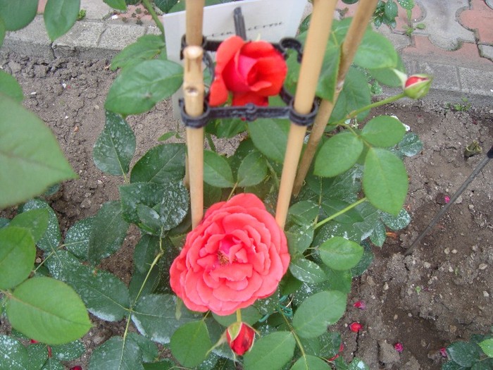 trandafir "westerland" - Flori 2011