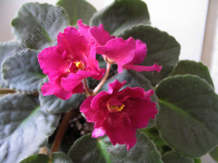 Saintpaulia Hearts aglow 6