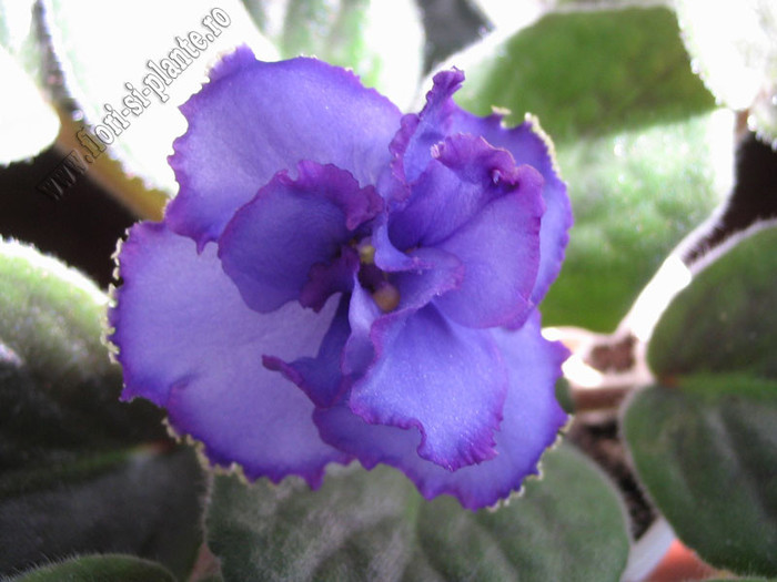 Saintpaulia BOS-Veronika 5