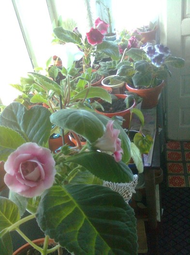 Imagine0287 - gloxinia 2011