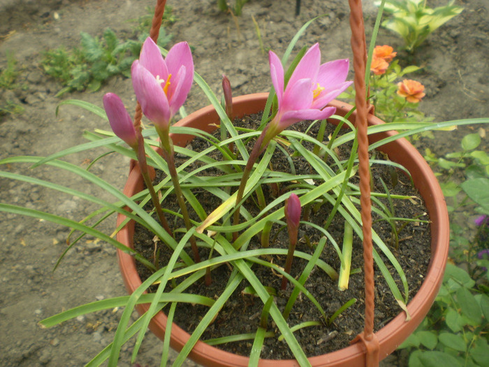 P6280002; zephiranthes
