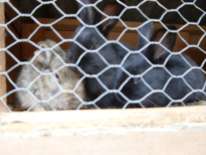 SDC11354 - poze 28 06 2011