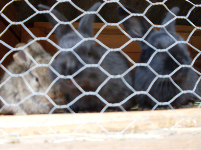 SDC11355 - poze 28 06 2011