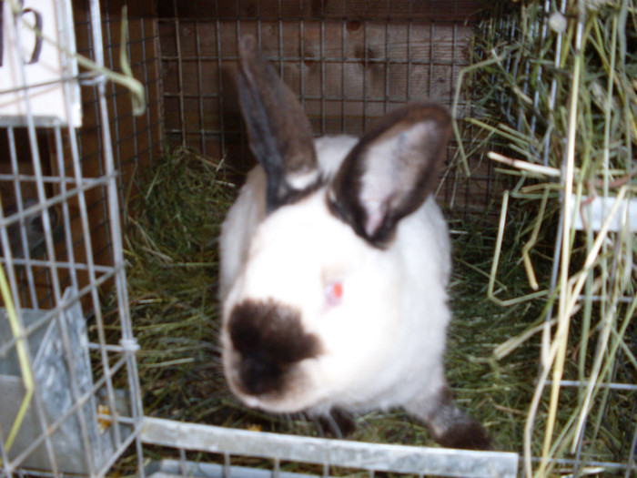 SDC11358 - poze 28 06 2011