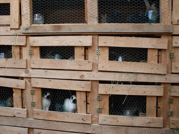 SDC11359 - poze 28 06 2011