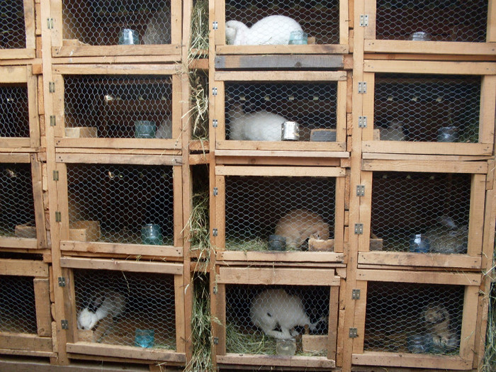 SDC11361 - poze 28 06 2011