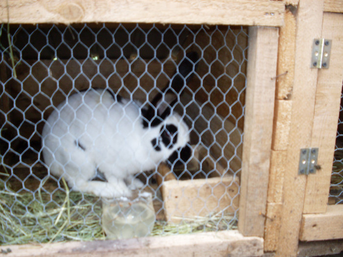 SDC11362 - poze 28 06 2011