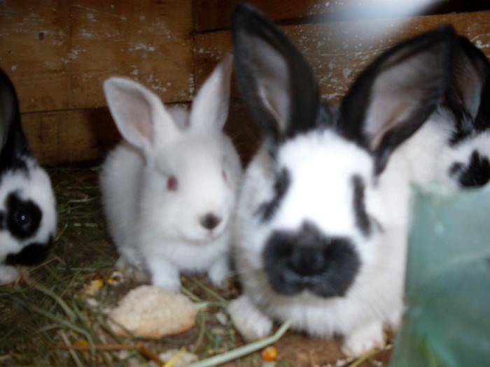 SDC11364 - poze 28 06 2011