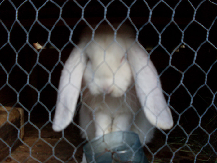 SDC11416