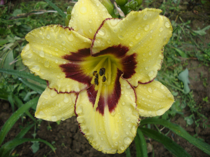 El Desperado-9B - HEMEROCALLIS