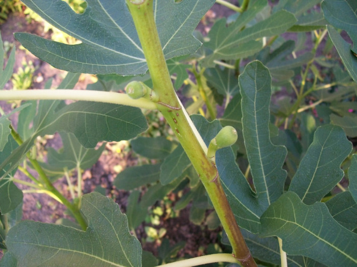 100_3867; primele roade
