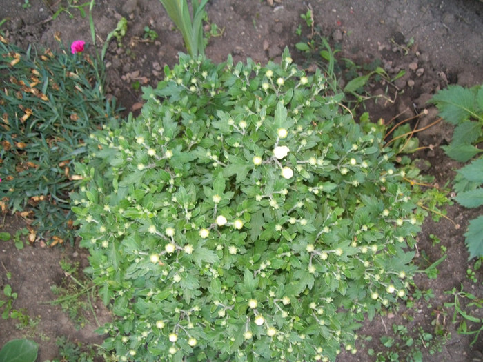 100_3874; Crizantema
