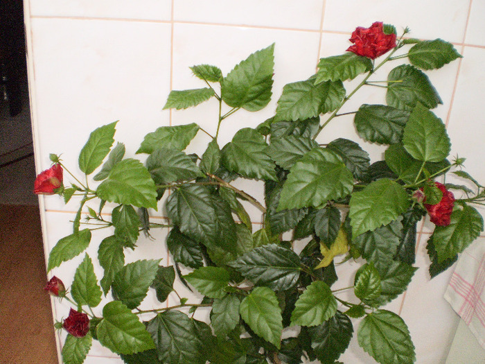 productie -iunie 2011