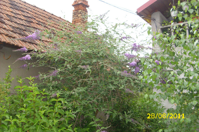 buddleia - Arbusti diversi din gradina mea