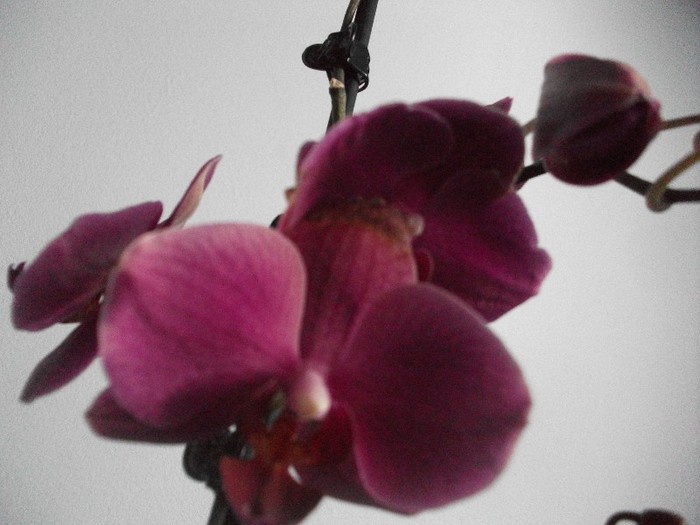 28.06.2011 - orhidee-iunie2011
