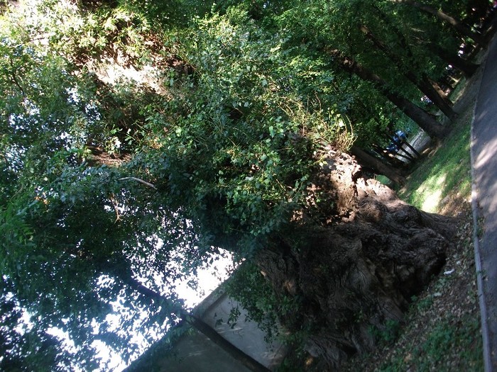 copac in parcul TG-JIU
