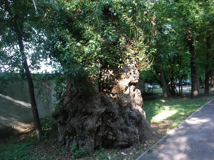 Copac in parcul TG-JIU