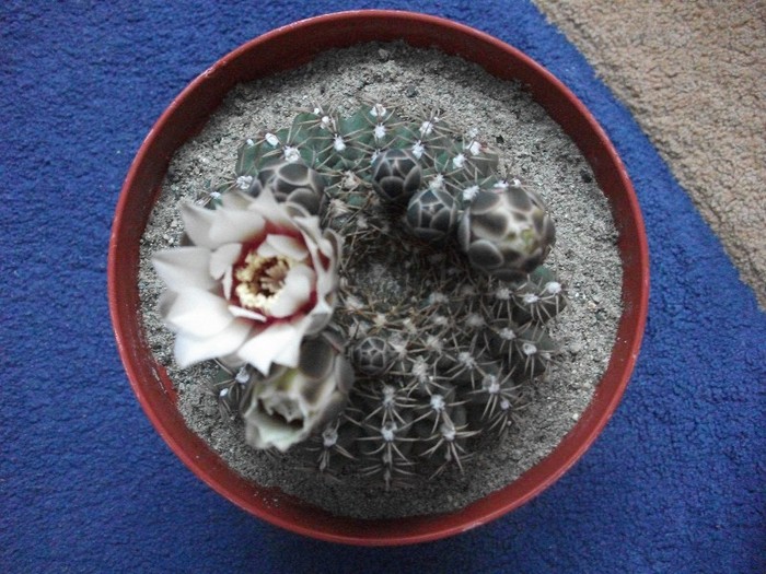 28.06.2011 - cactusi iunie 2011