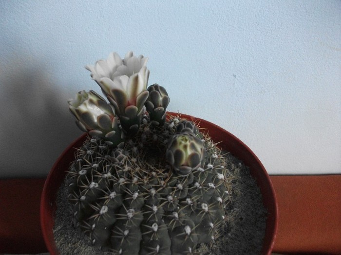 imaginile mele 1668 - cactusi iunie 2011