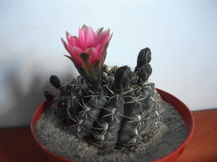 28.06.2011 - cactusi iunie 2011